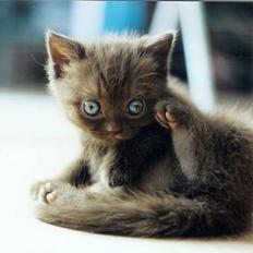 British Shorthair Anina af Chindwin Blue