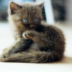 British Shorthair Anina af Chindwin Blue