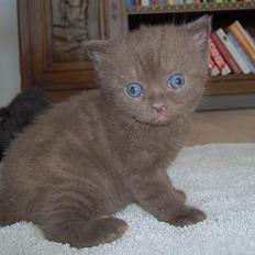 British Shorthair Anina af Chindwin Blue