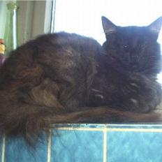 Norsk Skovkat  Afrodite, Dansk Champion