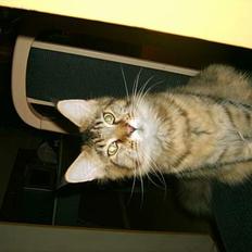 Maine Coon brogrens geisha