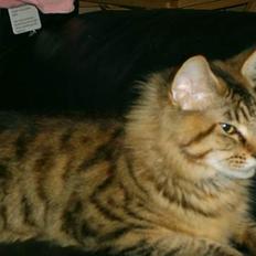 Maine Coon brogrens geisha