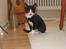 Huskat Kitler - Krigeren Kitler klar til kamp!