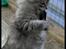 Norsk Skovkat Buum-Cats Diesella