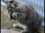Norsk Skovkat Buum-Cats Diesella