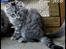 Norsk Skovkat Buum-Cats Diesella