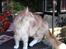 Maine Coon Sean Connery..Samie - Se mig, her må jeg gerne være på bordet i haven