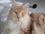 Maine Coon Sean Connery..Samie - Ja Ja, jeg ved godt jeg er dejlig, så tag dog det billede nu hvor jeg anstrenger mig sådan.