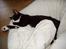 Huskat Kitler - Hmm, det er da en god stol.