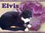 Huskat Elvis - Elvis, som spiser is