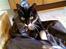Huskat Elvis - Elvis i en pose.. 