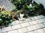 Huskat Fister *R.I.P*