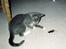 Huskat Fister *R.I.P*