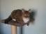 Huskat speedie - lille speedie