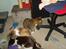 Huskat speedie - Speedie, Perle og Ying... 