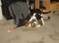 Huskat speedie - Speedie og Ying leger
