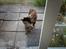 Huskat mimsemor(missemor) - vaske vaske lille killing