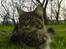 Maine Coon Ankicoon´s Shanti