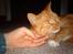 Huskat Tjalfe - miav ! the pet is ine the house:P