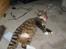 Huskat speedie - min lille mis
