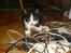 Huskat Grev Axel <3 - Grev Axel elsker alle ledningerne ved computeren. Han kommer nok i stødet en dag ;) 18 oktober 2006