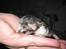 Huskat † Hegnsholt's Simba <3 † - Simba <3