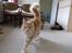 Maine Coon Sean Connery..Samie - Flot gang og slet ikke klodset..Daa daaa her kommer halen med Samie..hehe