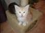 Maine Coon Sean Connery..Samie - Samie 5 uger. Miavvv.. jeg vil nusses, tag mig oop.