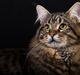 Maine Coon  Vingsted´s  Gentlemann