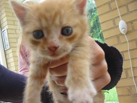 Huskat Simba billede 1