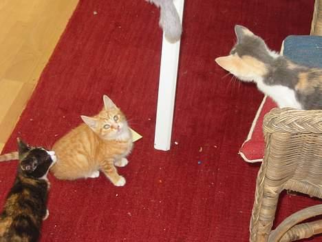 Huskat Simba billede 2