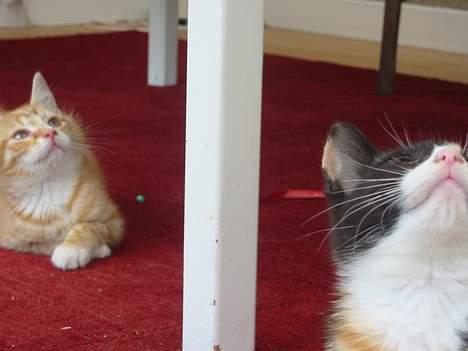 Huskat Simba billede 3