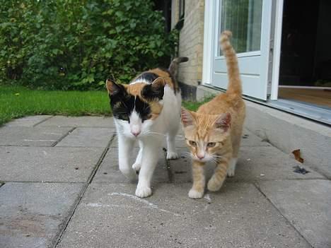 Huskat Simba billede 4