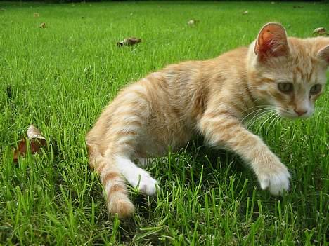 Huskat Simba billede 5