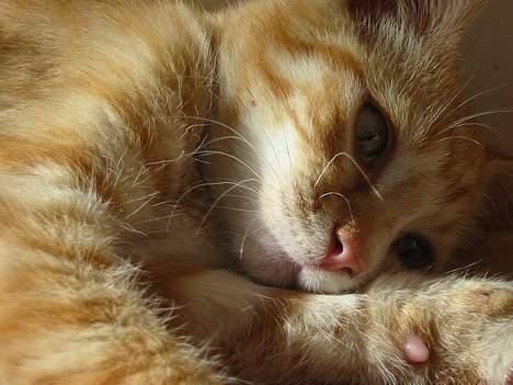 Huskat Simba billede 6