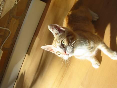 Huskat Simba billede 7