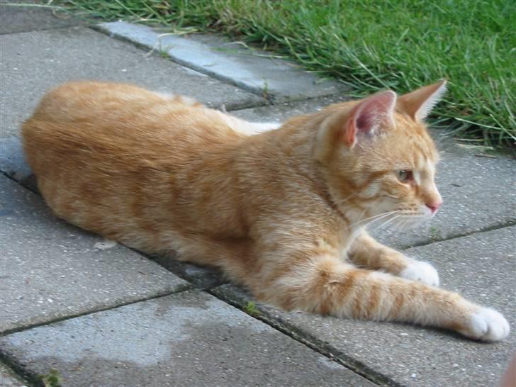 Huskat Simba billede 8