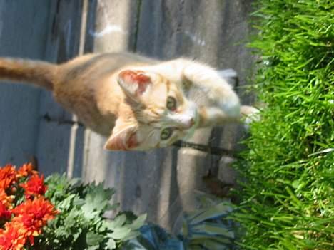 Huskat Simba billede 9