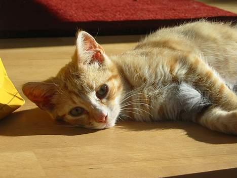 Huskat Simba billede 10