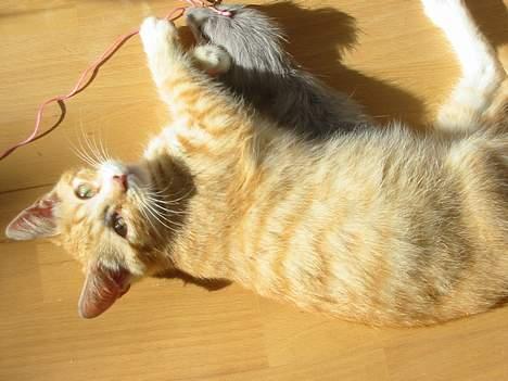 Huskat Simba billede 11