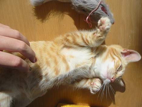 Huskat Simba billede 12