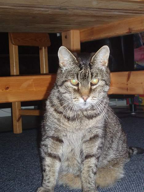 Huskat Pjevser billede 1