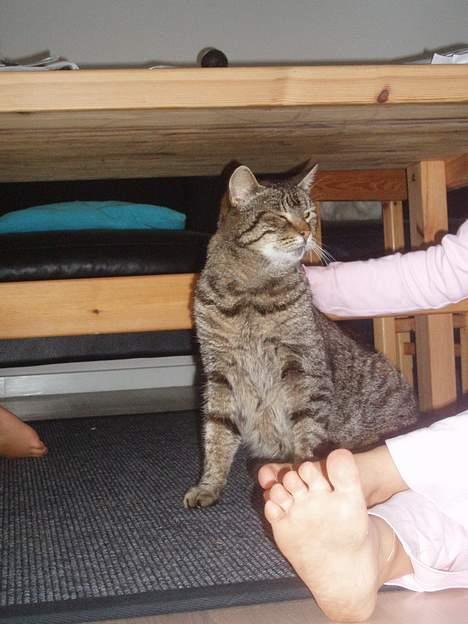 Huskat Pjevser billede 2