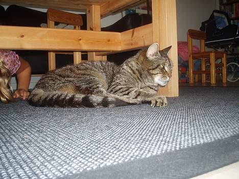 Huskat Pjevser billede 3