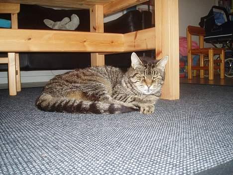 Huskat Pjevser billede 4