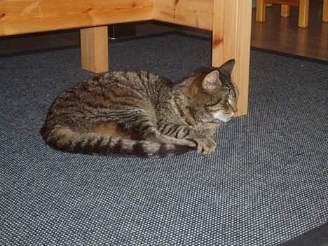 Huskat Pjevser billede 5