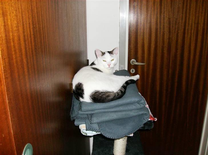 Huskat Hugo billede 11
