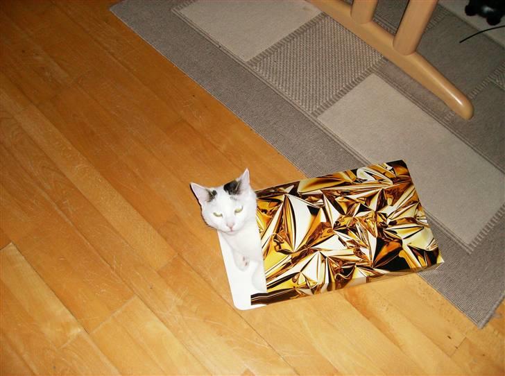 Huskat Hugo billede 12