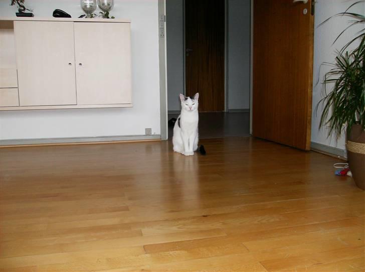Huskat Hugo billede 13