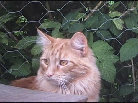 Blanding af racer Garfield billede 5